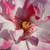 Roz - Trandafir pentru straturi Floribunda - Abigaile ®